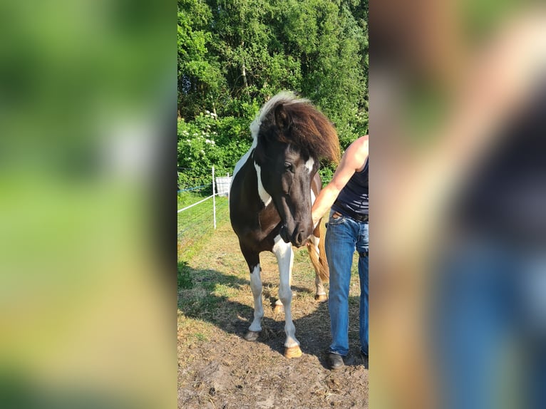 Icelandic Horse Mare 8 years 14 hh Pinto in Weener