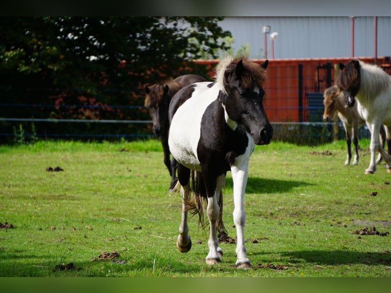 Icelandic Horse Mare 8 years 14 hh Pinto in Weener