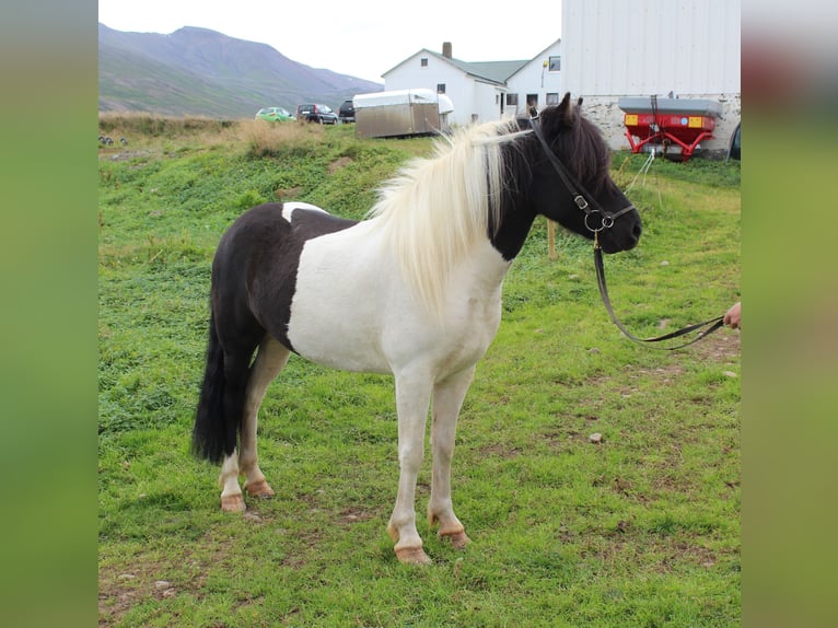 Icelandic Horse Mare 8 years 14 hh Tobiano-all-colors in Fljótum