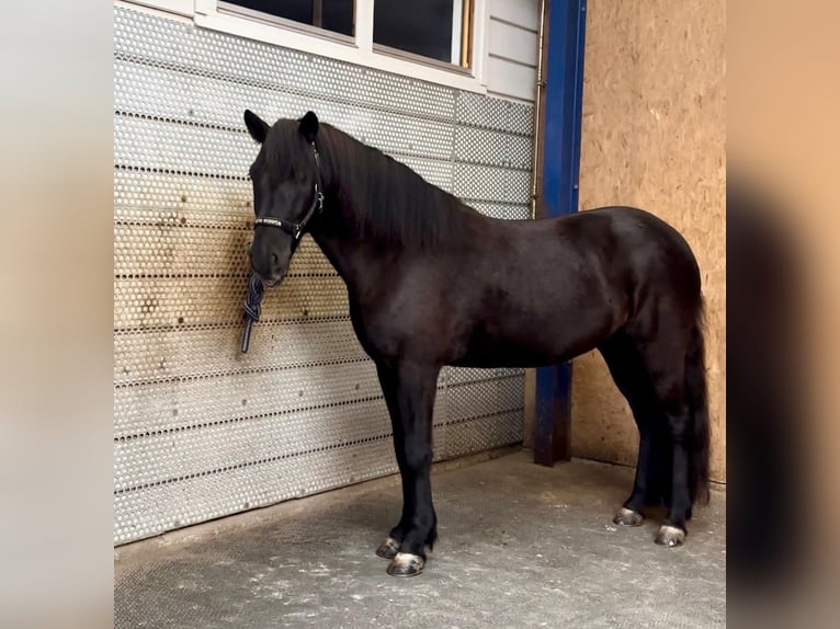Icelandic Horse Mare 8 years 14,1 hh Black in B&#xFC;ren