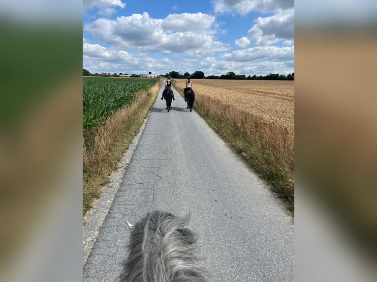 Icelandic Horse Mare 8 years 14,1 hh Black in B&#xFC;ren