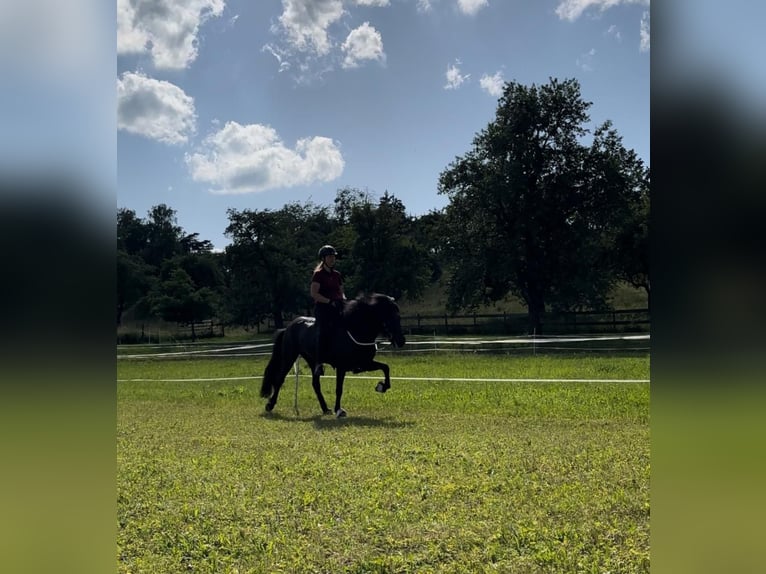 Icelandic Horse Mare 8 years 14,1 hh Black in B&#xFC;ren