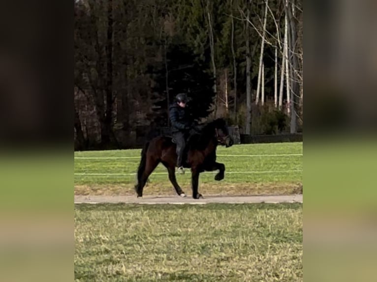 Icelandic Horse Mare 8 years 14,1 hh Black in B&#xFC;ren