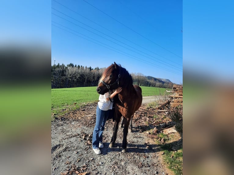 Icelandic Horse Mare 8 years 14,1 hh Black in B&#xFC;ren