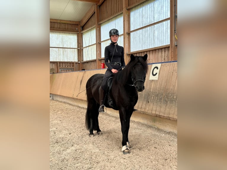 Icelandic Horse Mare 8 years 14,1 hh Black in B&#xFC;ren