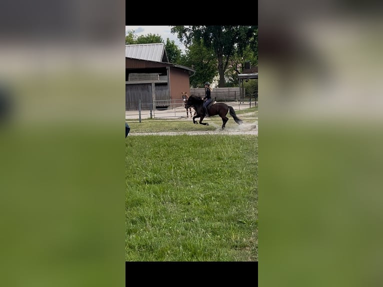 Icelandic Horse Mare 8 years 14,1 hh Black in B&#xFC;ren