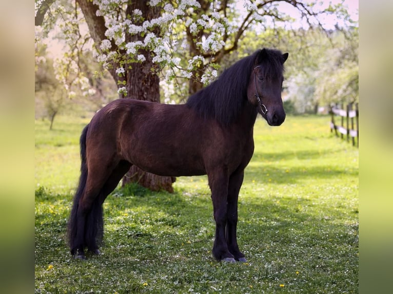 Icelandic Horse Mare 8 years 14,1 hh Black in B&#xFC;ren