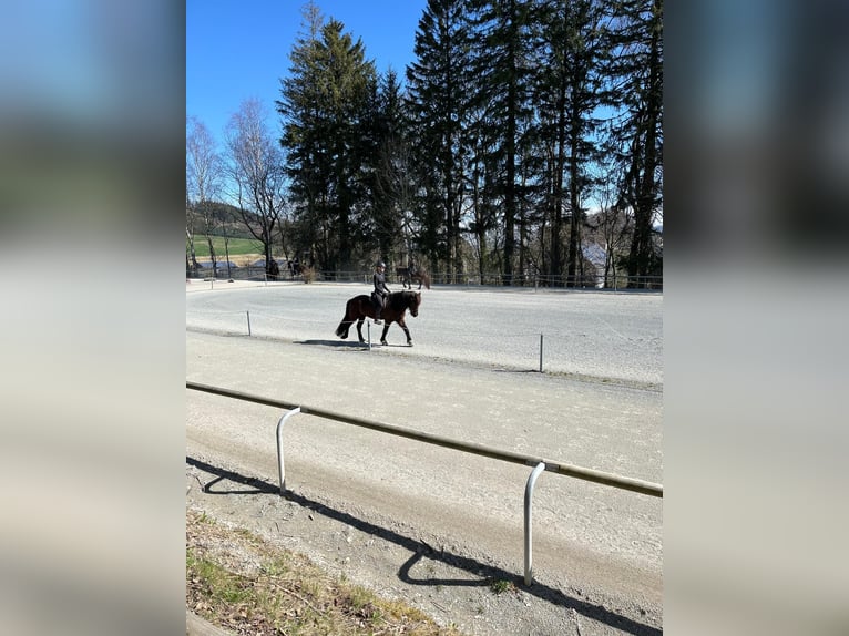Icelandic Horse Mare 8 years 14,1 hh Black in B&#xFC;ren