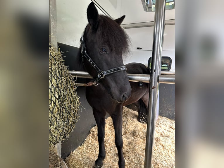 Icelandic Horse Mare 8 years 14,1 hh Black in B&#xFC;ren