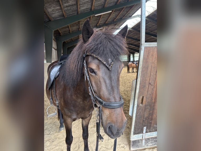 Icelandic Horse Mare 8 years 14,1 hh Brown in Hatten