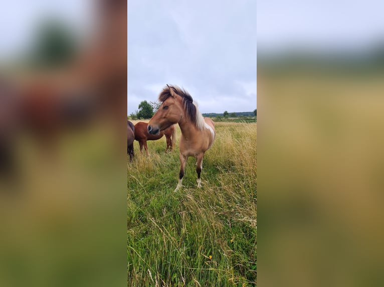 Icelandic Horse Mare 8 years 14,1 hh Pinto in Zerf