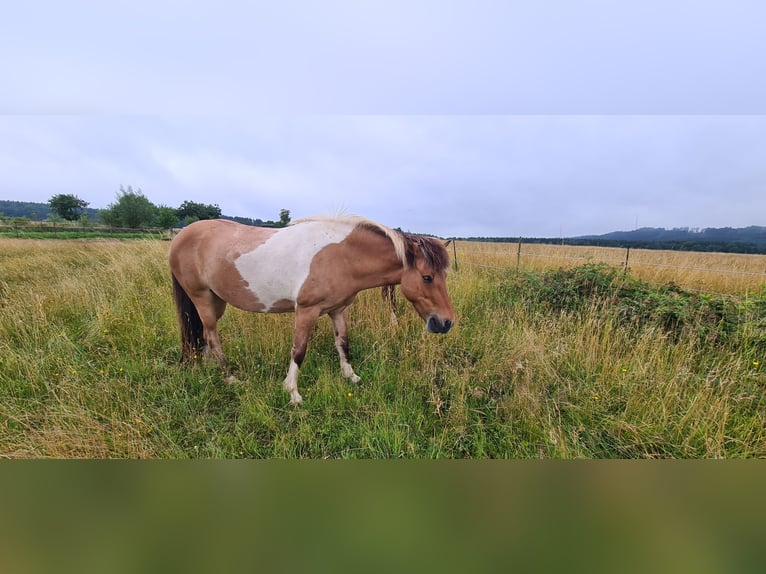 Icelandic Horse Mare 8 years 14,1 hh Pinto in Zerf