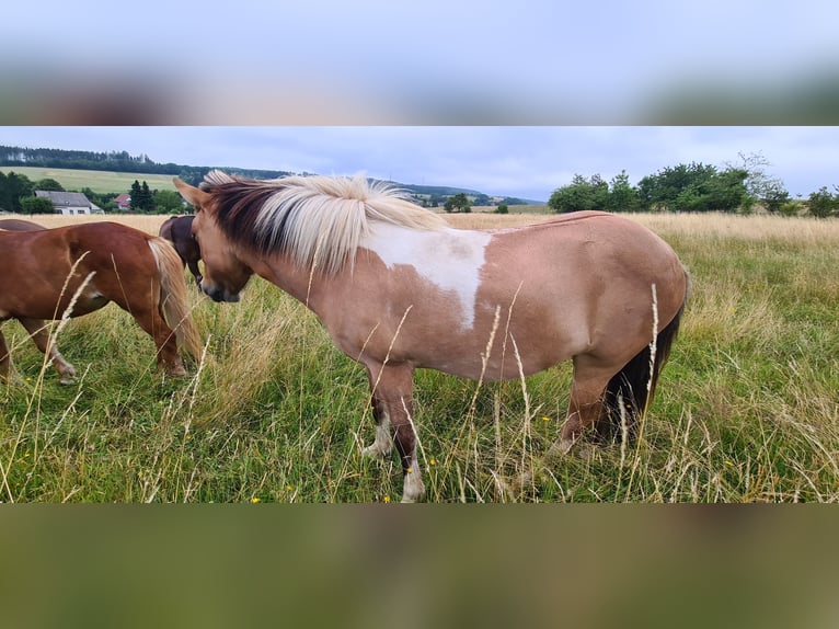 Icelandic Horse Mare 8 years 14,1 hh Pinto in Zerf