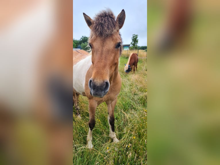 Icelandic Horse Mare 8 years 14,1 hh Pinto in Zerf