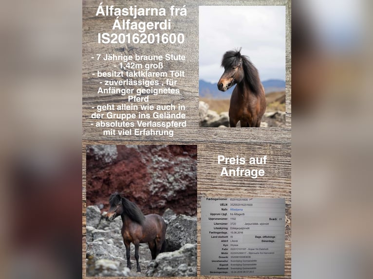 Icelandic Horse Mare 8 years Brown in Reykjavik