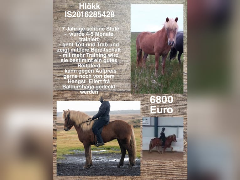 Icelandic Horse Mare 8 years Chestnut-Red in Reykjavik