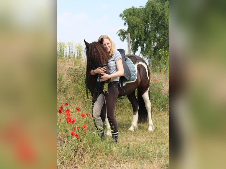 Icelandic Horse Mare 8 years in Falkensee