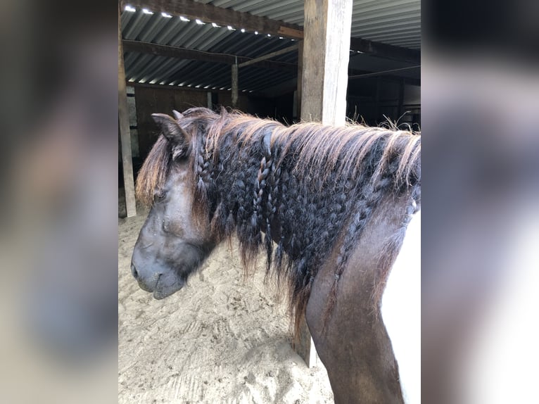 Icelandic Horse Mare 8 years in Falkensee