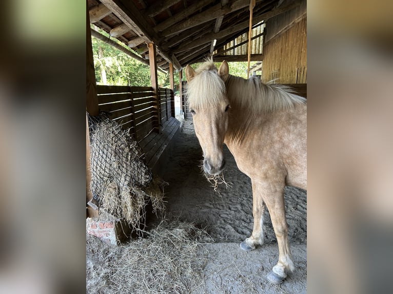 Icelandic Horse Mare 8 years in Hambergen