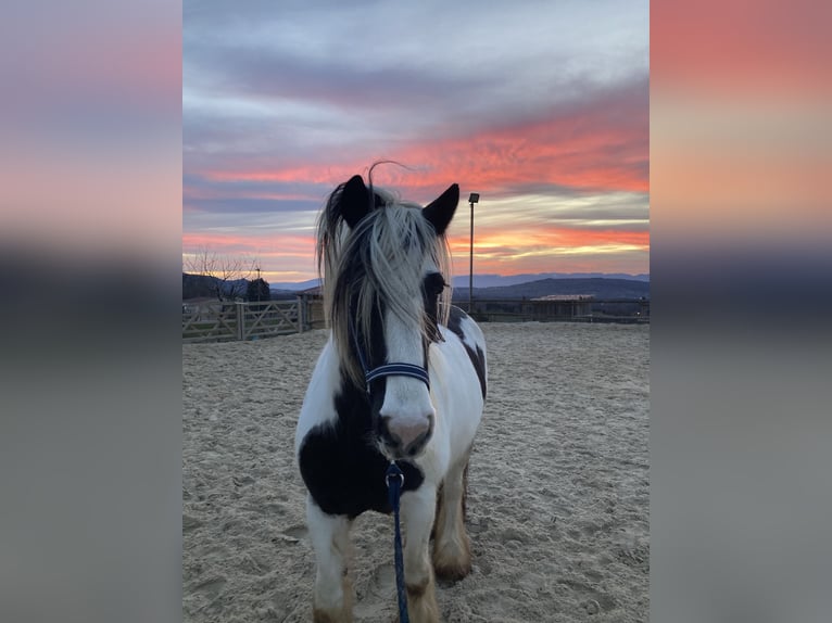 Icelandic Horse Mare 8 years in Lons-le-Saunier