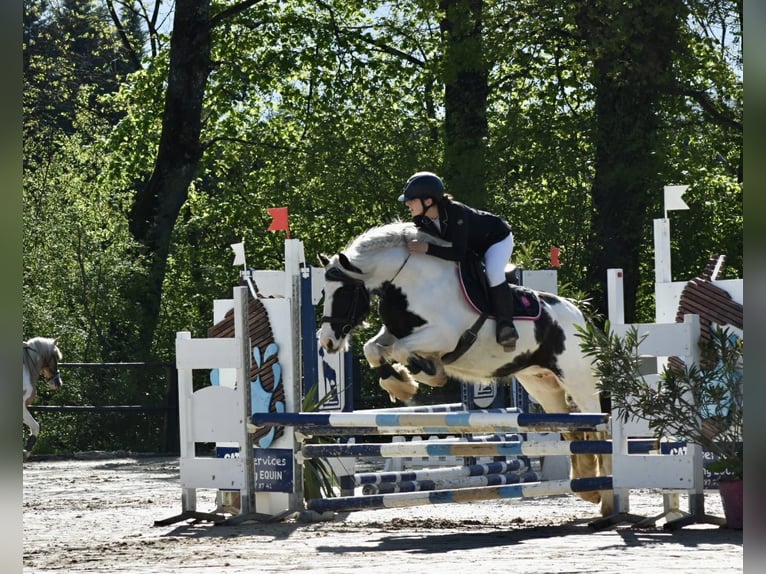 Icelandic Horse Mare 8 years in Lons-le-Saunier