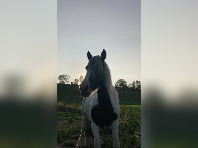 Icelandic Horse Mare 8 years in Lons-le-Saunier