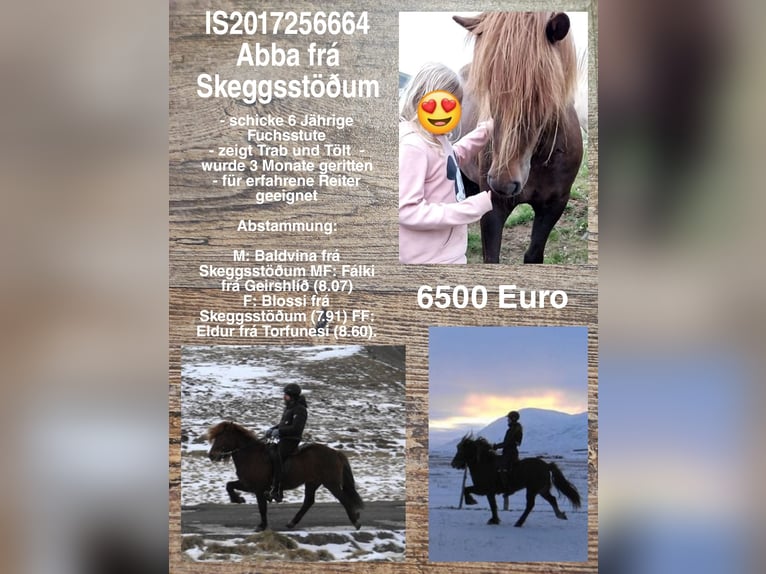 Icelandic Horse Mare 8 years in Reykjavik