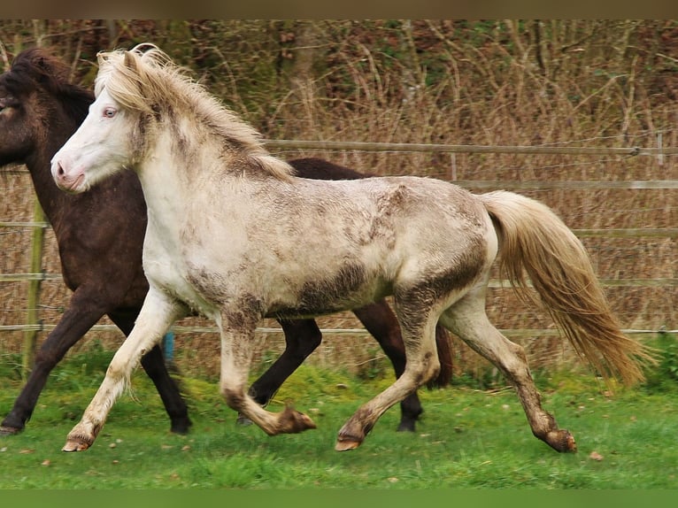 Icelandic Horse Mare 8 years Perlino in Saarland