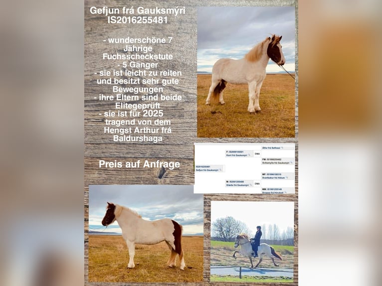 Icelandic Horse Mare 8 years Pinto in Lingen