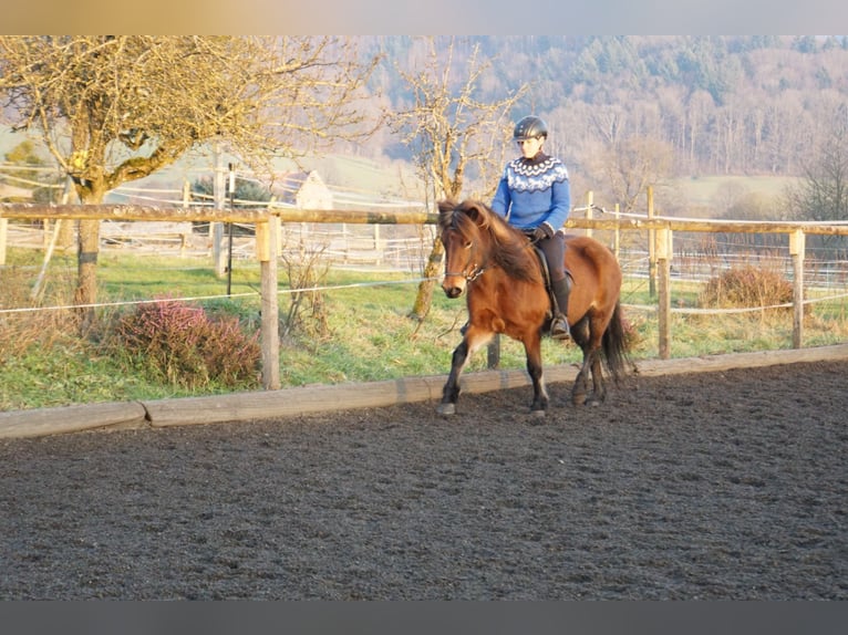 Icelandic Horse Mare 9 years 12.3 hh Brown in Emmendingen