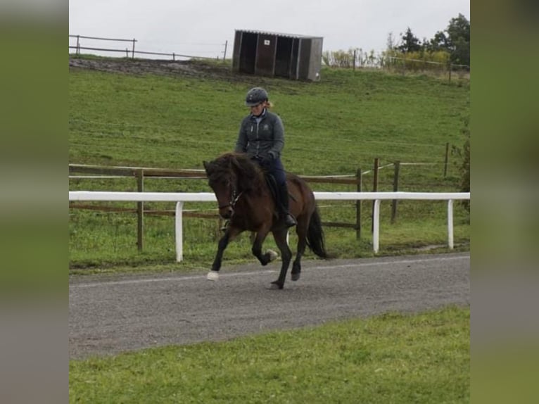 Icelandic Horse Mare 9 years 12.3 hh Brown in Emmendingen