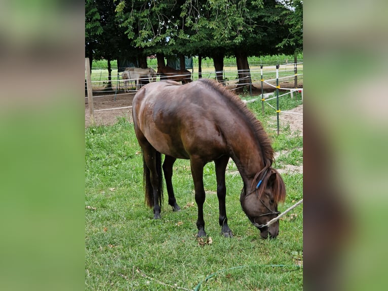 Icelandic Horse Mare 9 years 13.1 hh Black in Grabenstätt