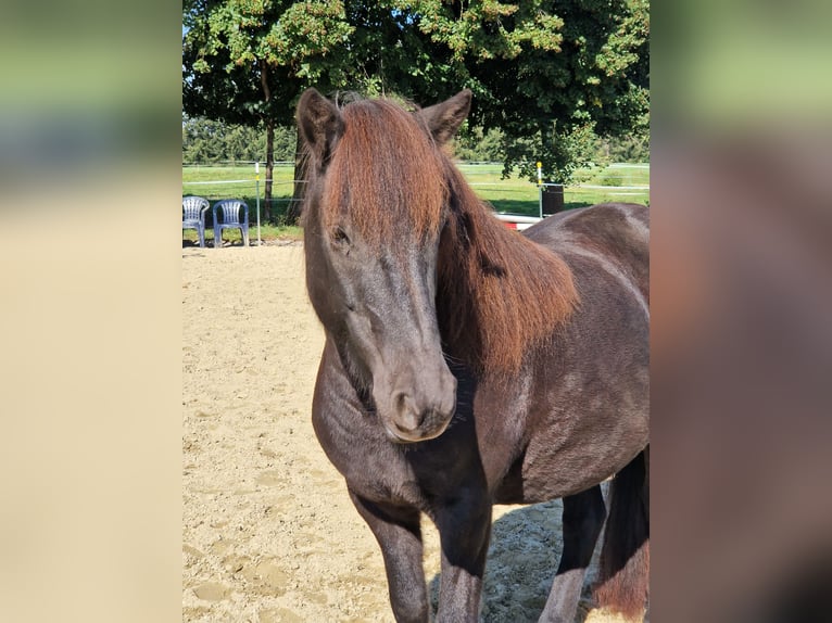 Icelandic Horse Mare 9 years 13.1 hh Black in Grabenstätt