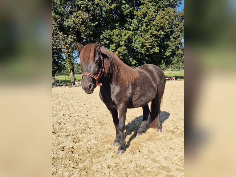 Icelandic Horse Mare 9 years 13.1 hh Black in Grabenstätt