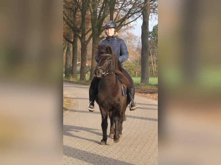 Icelandic Horse Mare 9 years 13,1 hh Black in Südlohn