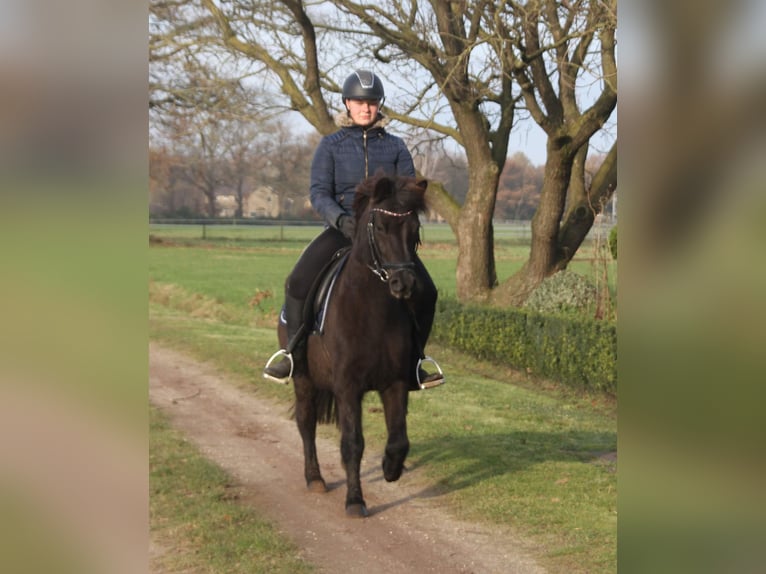 Icelandic Horse Mare 9 years 13,1 hh Black in Südlohn