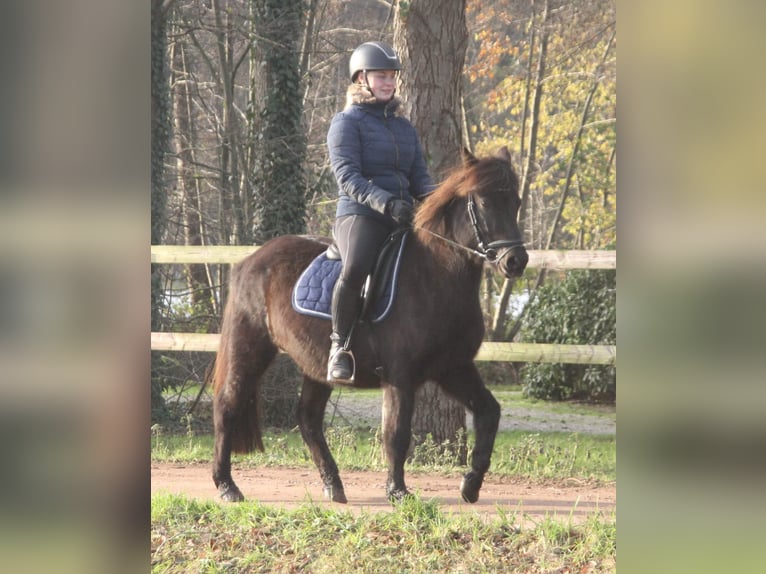 Icelandic Horse Mare 9 years 13,1 hh Black in Südlohn