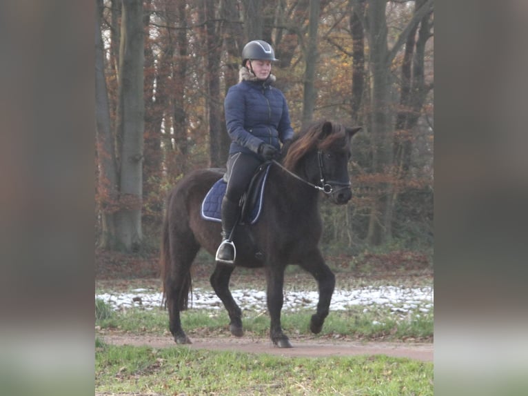 Icelandic Horse Mare 9 years 13,1 hh Black in Südlohn