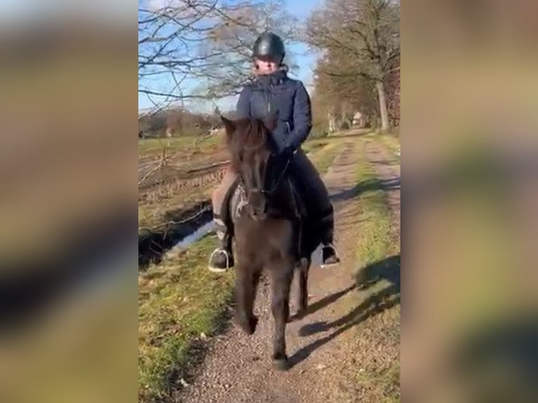 Icelandic Horse Mare 9 years 13,1 hh Black in Südlohn