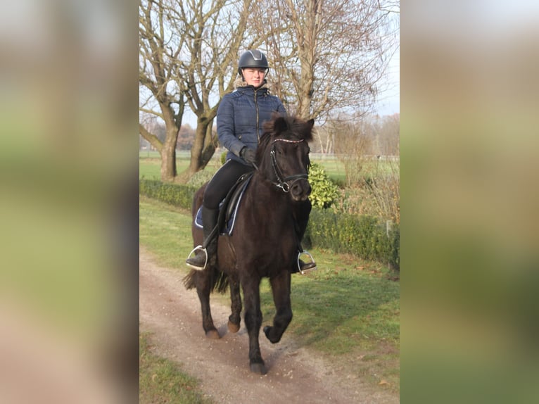 Icelandic Horse Mare 9 years 13,1 hh Black in Südlohn