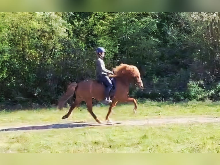 Icelandic Horse Mare 9 years 13.1 hh Chestnut-Red in Duisburg