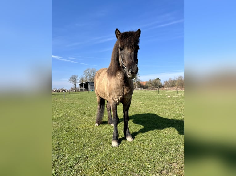 Icelandic Horse Mare 9 years 13.1 hh Dun in Hohenfelde