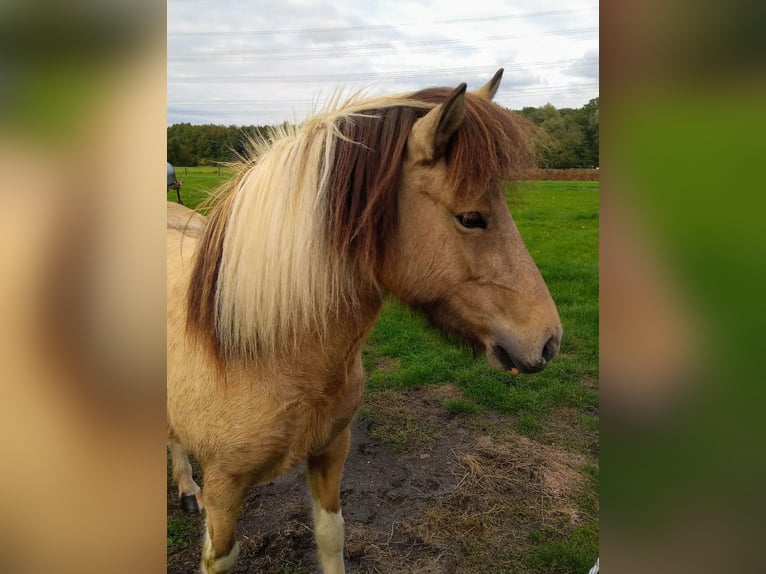 Icelandic Horse Mare 9 years 13,1 hh Pinto in Nottuln