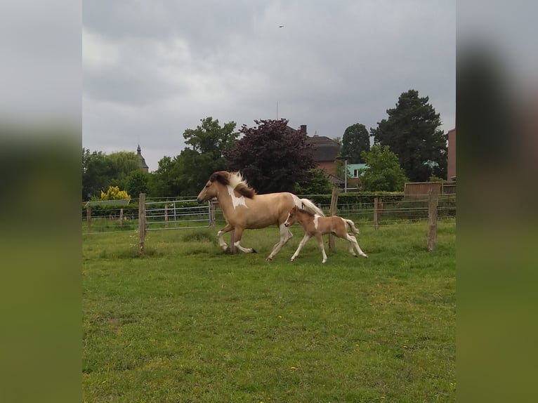 Icelandic Horse Mare 9 years 13,1 hh Pinto in Nottuln