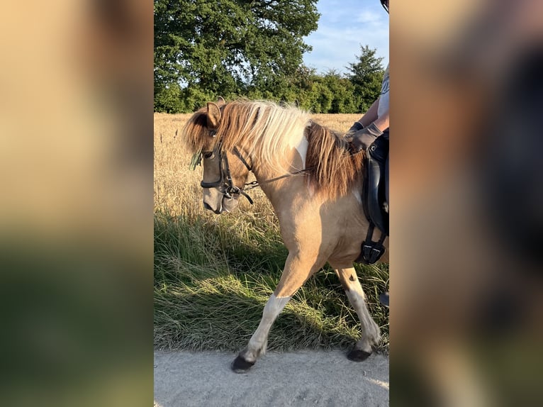 Icelandic Horse Mare 9 years 13,1 hh Pinto in Nottuln