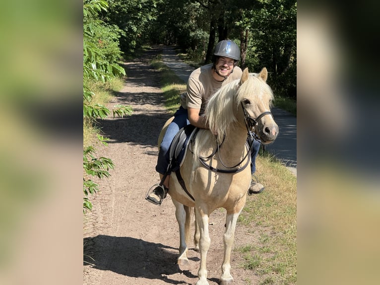 Icelandic Horse Mare 9 years 13.1 hh Pinto in Beekbergen