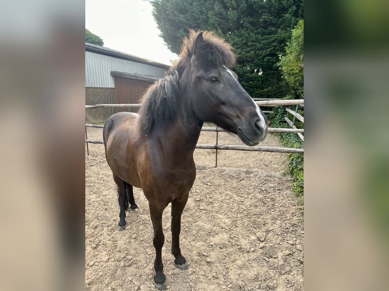 Icelandic Horse Mare 9 years 13,2 hh Black in Ketsch