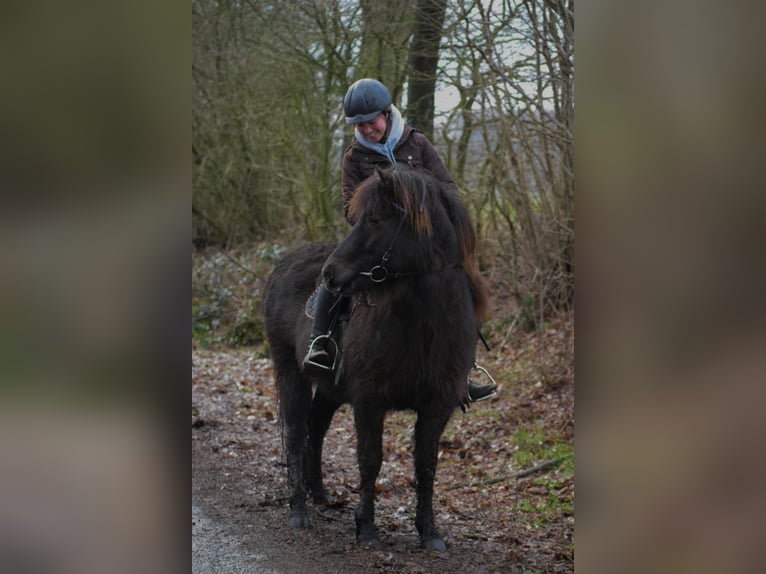Icelandic Horse Mare 9 years 13,2 hh Brown in Blunk