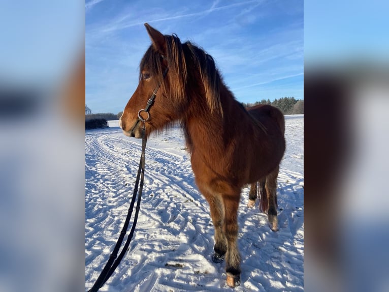 Icelandic Horse Mare 9 years 13.2 hh Brown in Oberkail