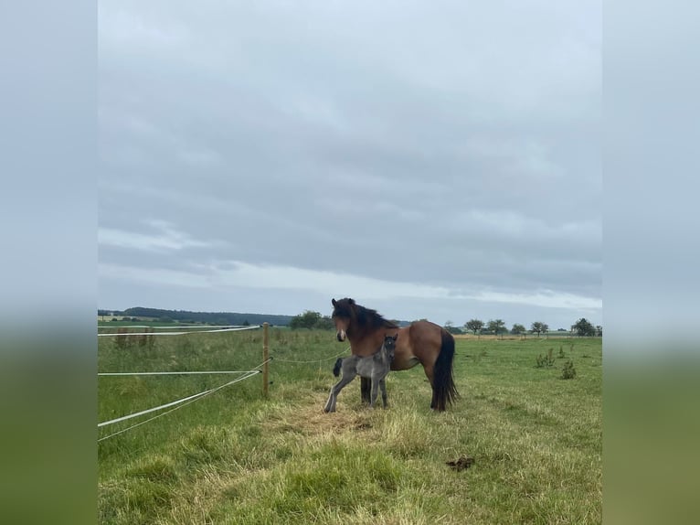 Icelandic Horse Mare 9 years 13.2 hh Brown in Oberkail